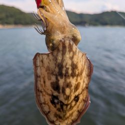 キスが釣れないので